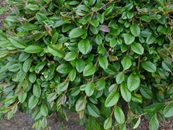 Cotoneaster dammeri: Foliage.
 Image: D. Glenny © Landcare Research 2017 CC BY 3.0 NZ